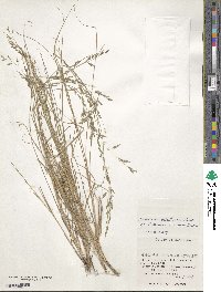 Eragrostis cumingii image