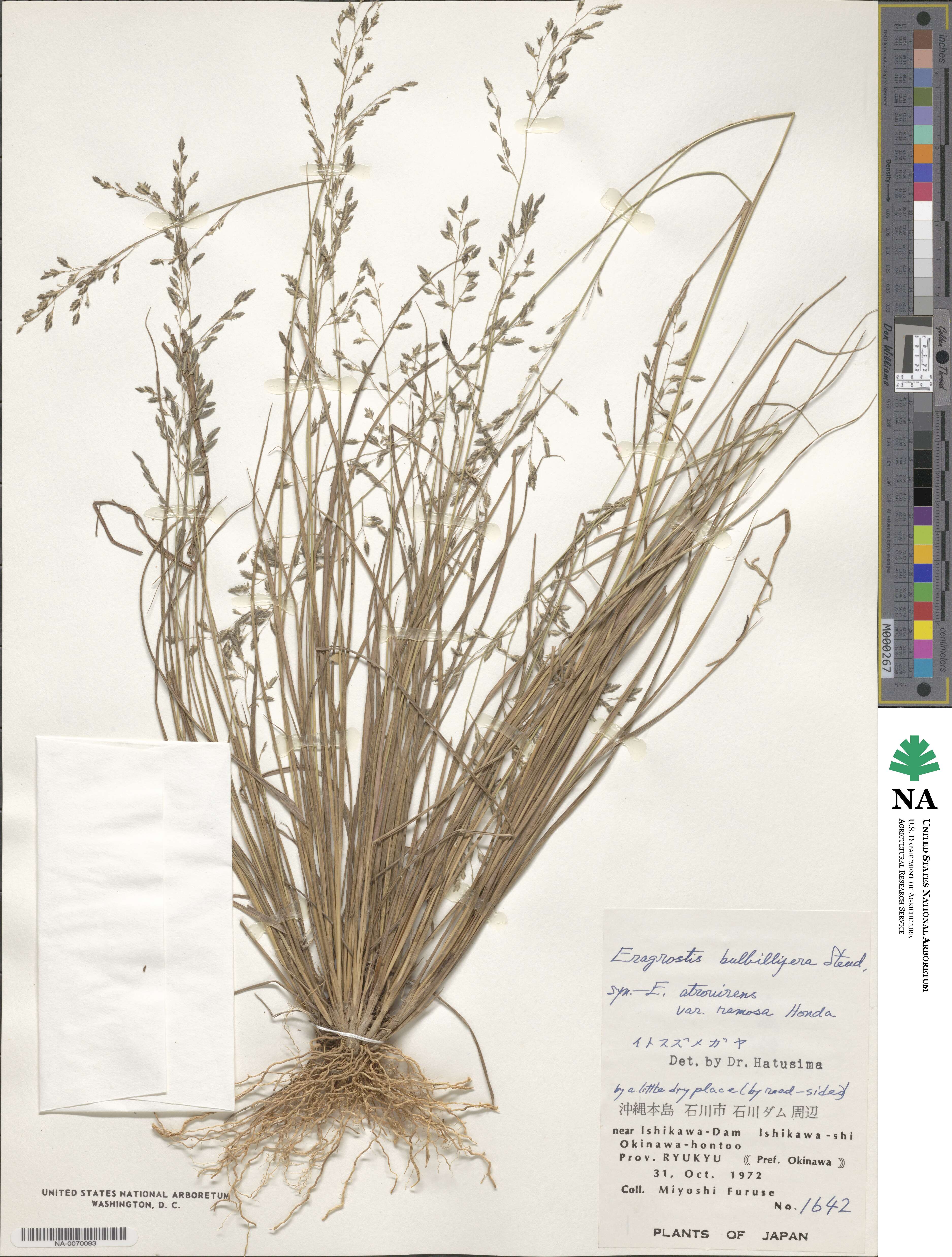 Eragrostis cumingii image