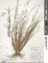 Eragrostis cumingii image