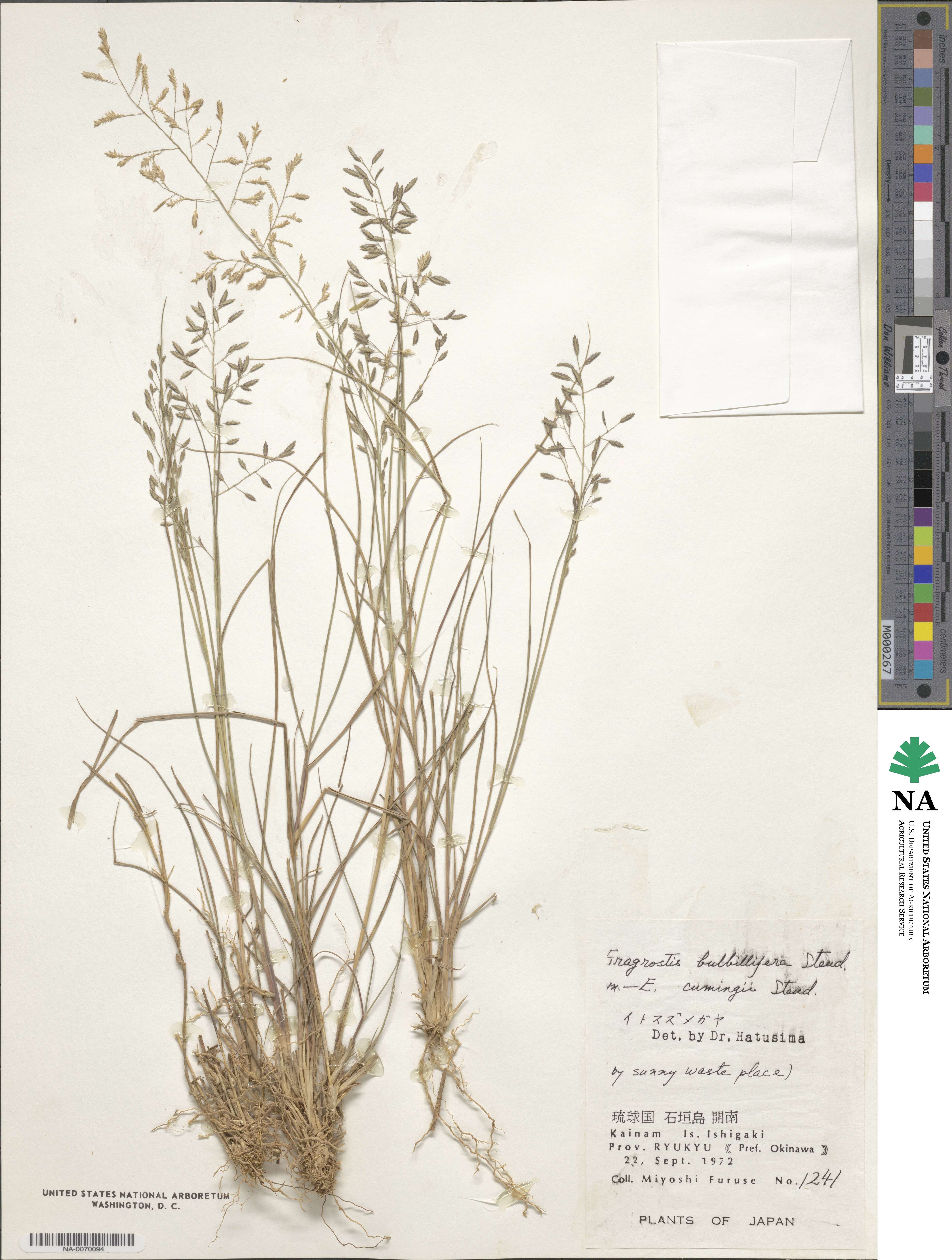 Eragrostis cumingii image