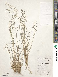 Eragrostis cumingii image