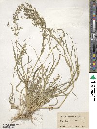 Eragrostis cilianensis image