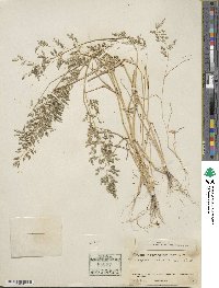 Eragrostis cilianensis image