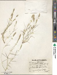 Eragrostis ciliaris image