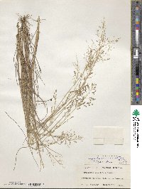 Image of Eragrostis brownii