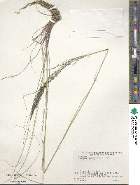 Image of Eragrostis curvula