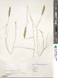 Image of Eragrostis cylindrica