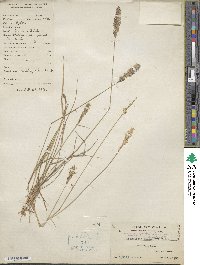 Eragrostis cylindrica image