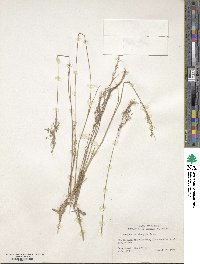 Image of Eragrostis elongata