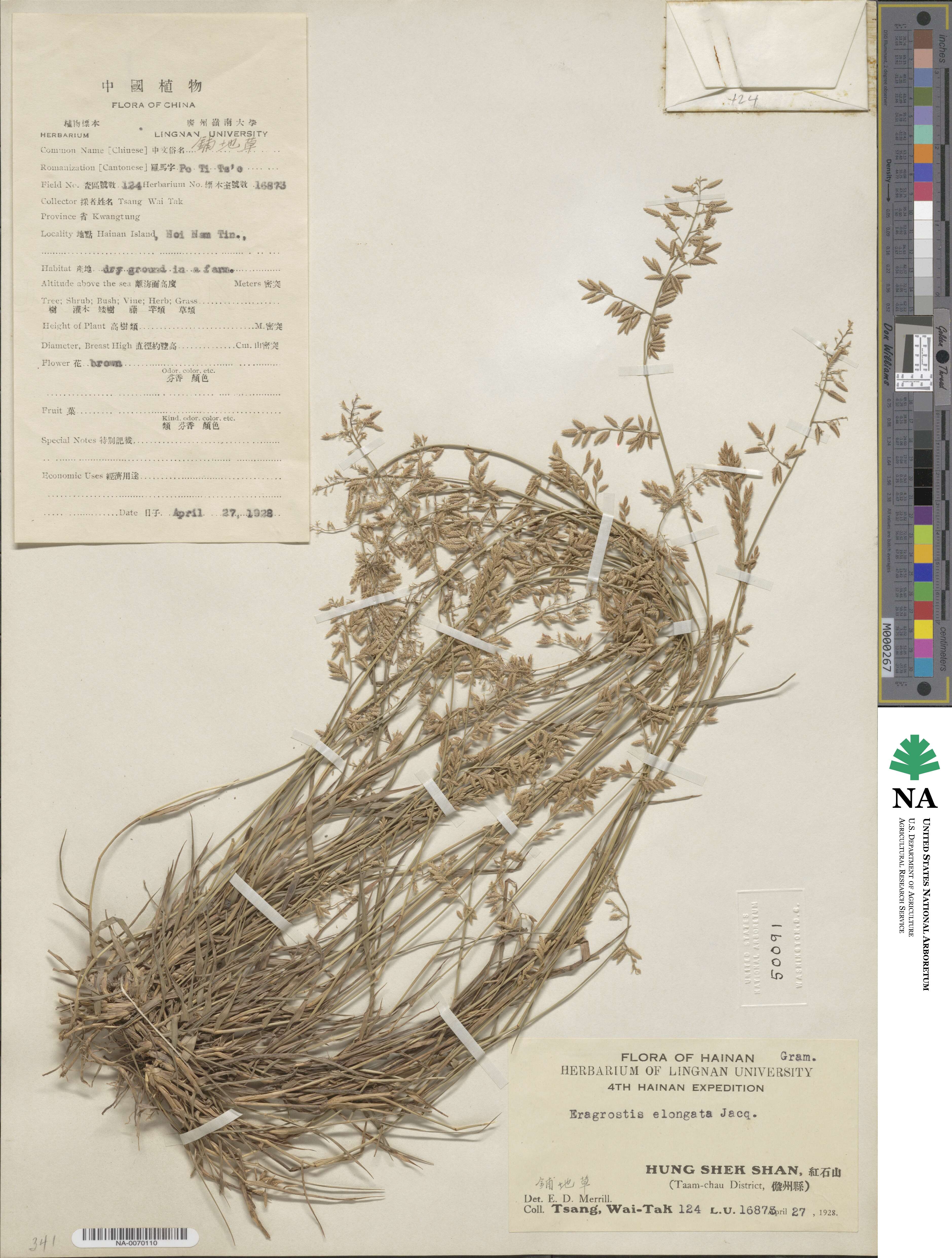 Eragrostis elongata image