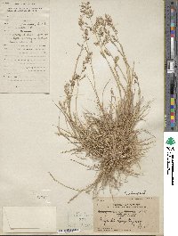 Eragrostis elongata image