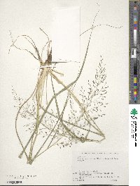 Eragrostis ferruginea image