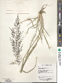 Eragrostis ferruginea image