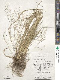 Eragrostis ferruginea image