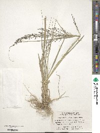 Eragrostis ferruginea image