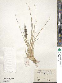 Eragrostis ferruginea image