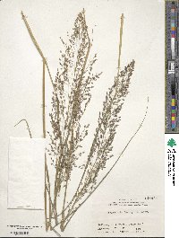 Eragrostis ferruginea image