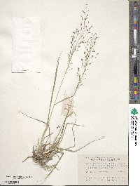 Eragrostis ferruginea image