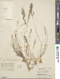 Eragrostis gangetica image