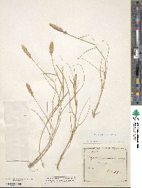 Eragrostis geniculata image