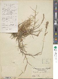 Eragrostis geniculata image