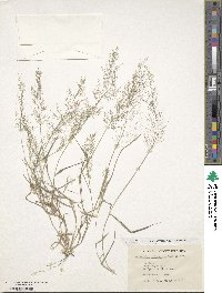 Image of Eragrostis interrupta