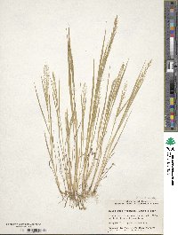 Image of Eragrostis japonica