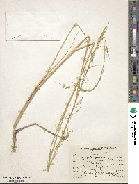 Eragrostis japonica image