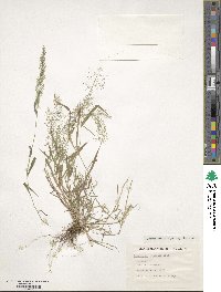 Eragrostis japonica image