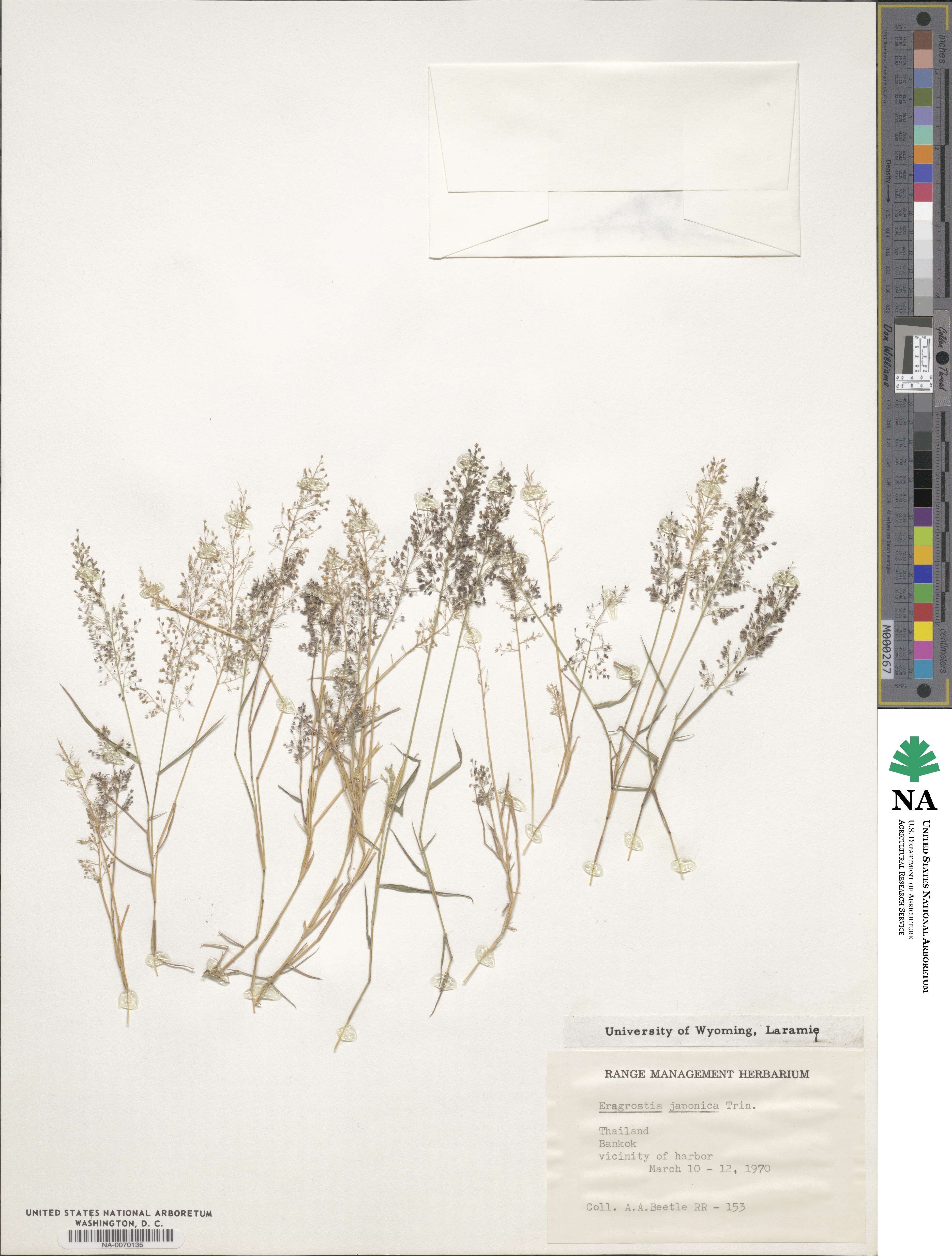Eragrostis japonica image
