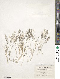 Eragrostis japonica image