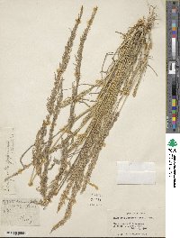 Eragrostis japonica image