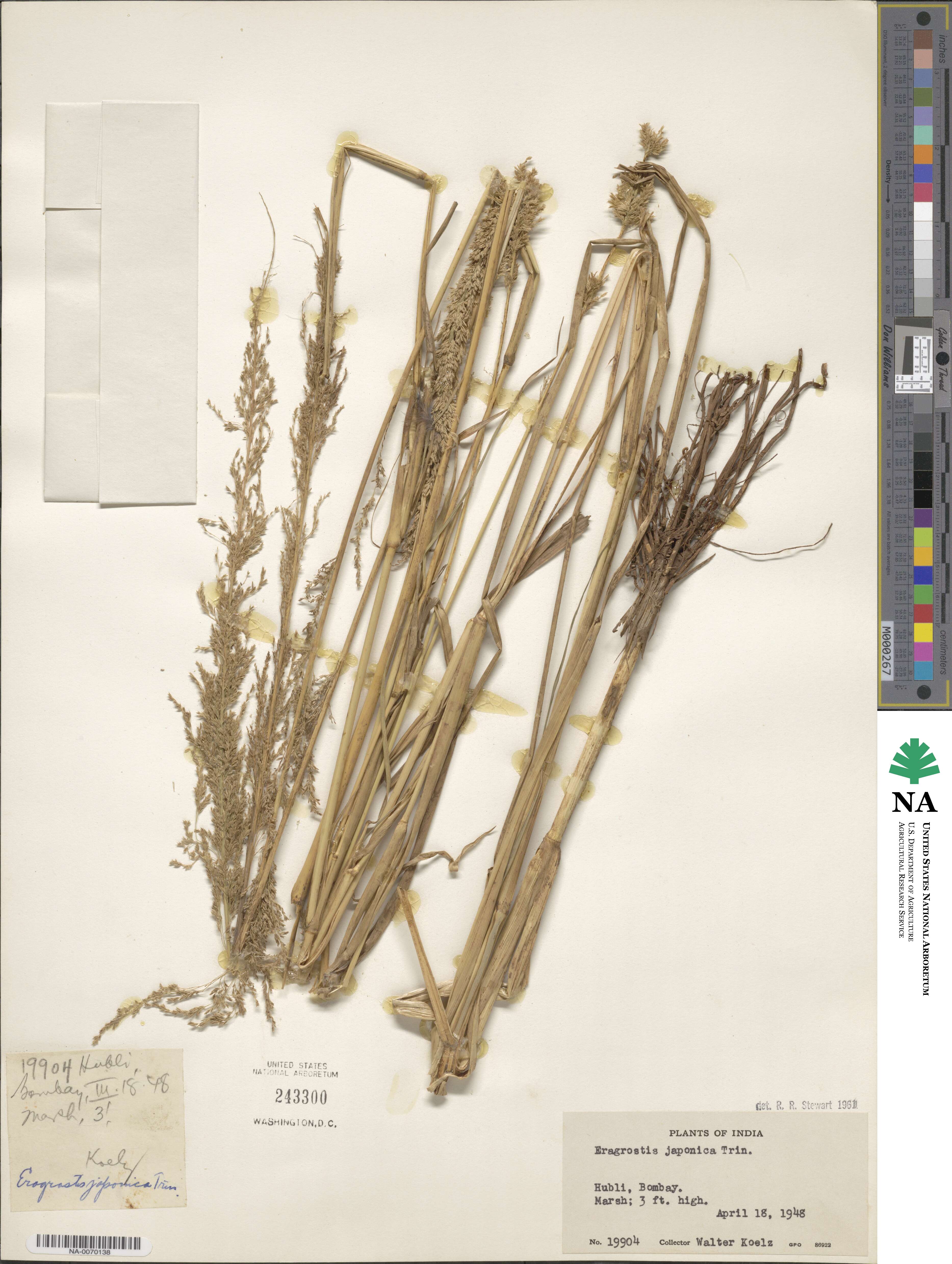 Eragrostis japonica image