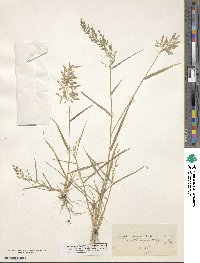 Eragrostis cilianensis image