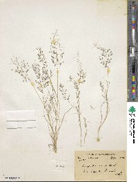 Eragrostis minor image