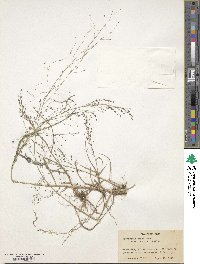 Eragrostis nigra image