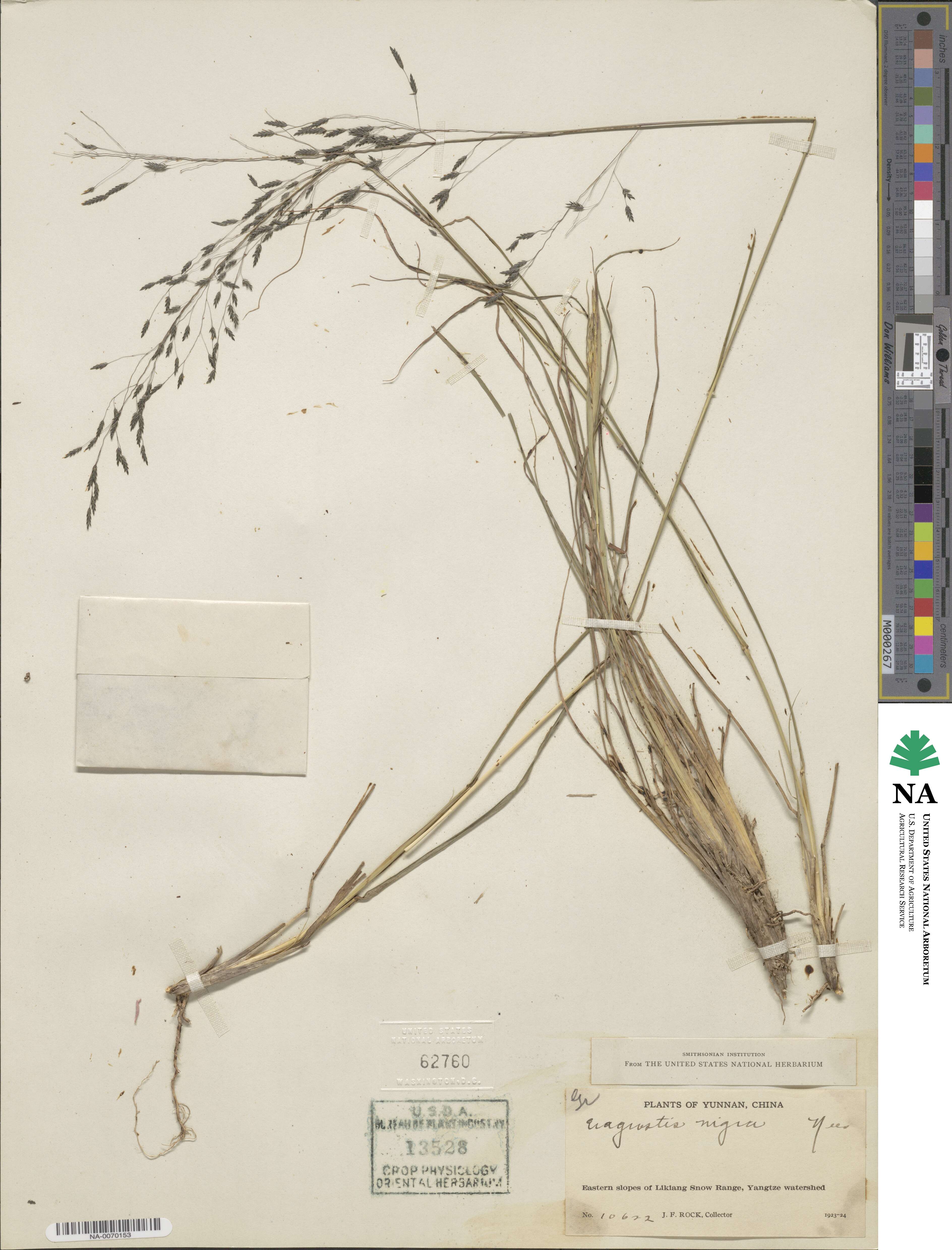 Eragrostis nigra image