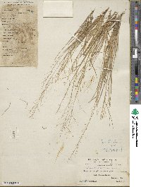 Image of Eragrostis articulata