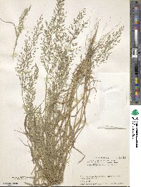 Eragrostis minor image