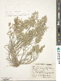 Eragrostis minor image