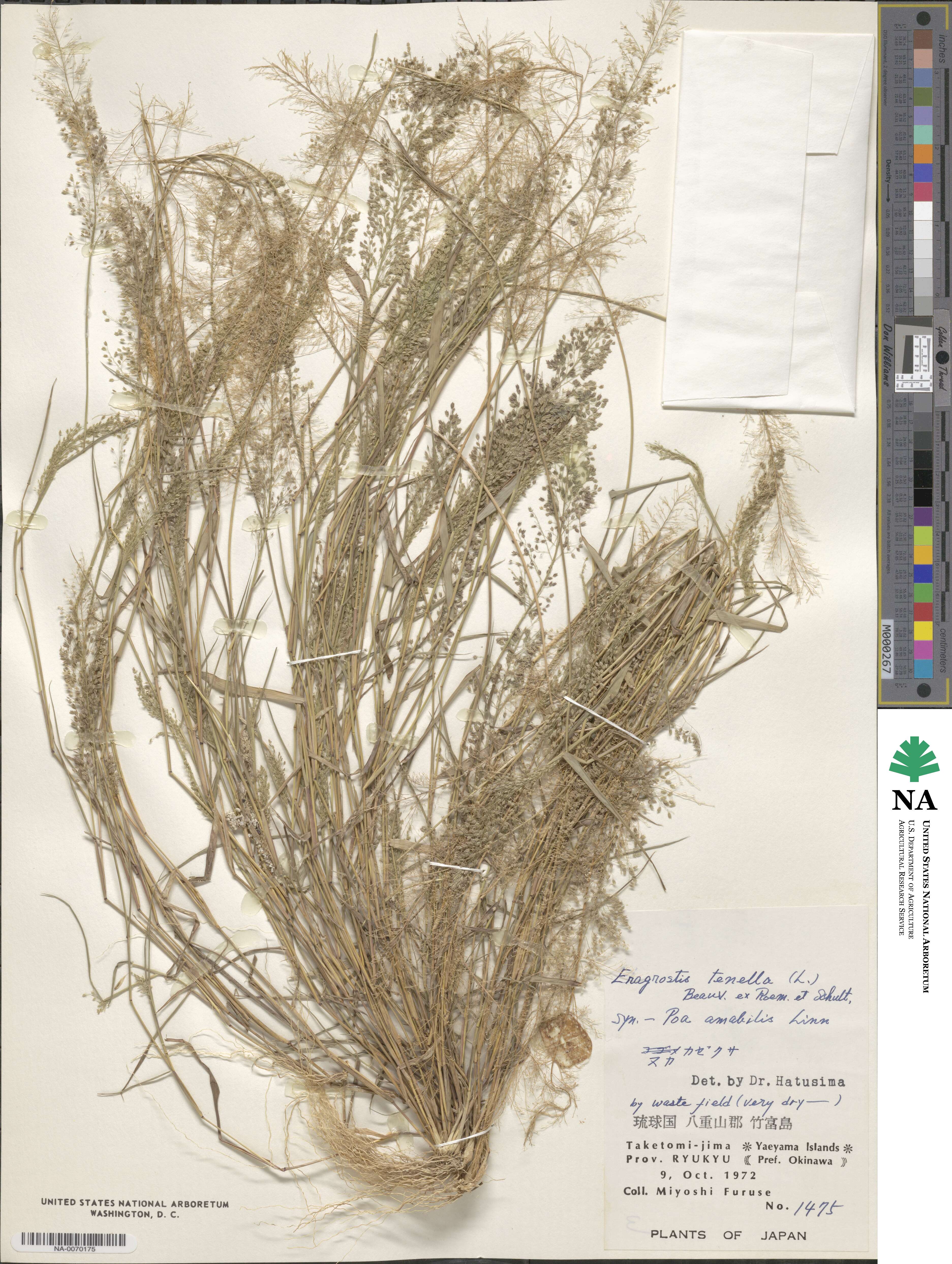 Eragrostis tenella image