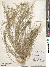 Eragrostis tenella image