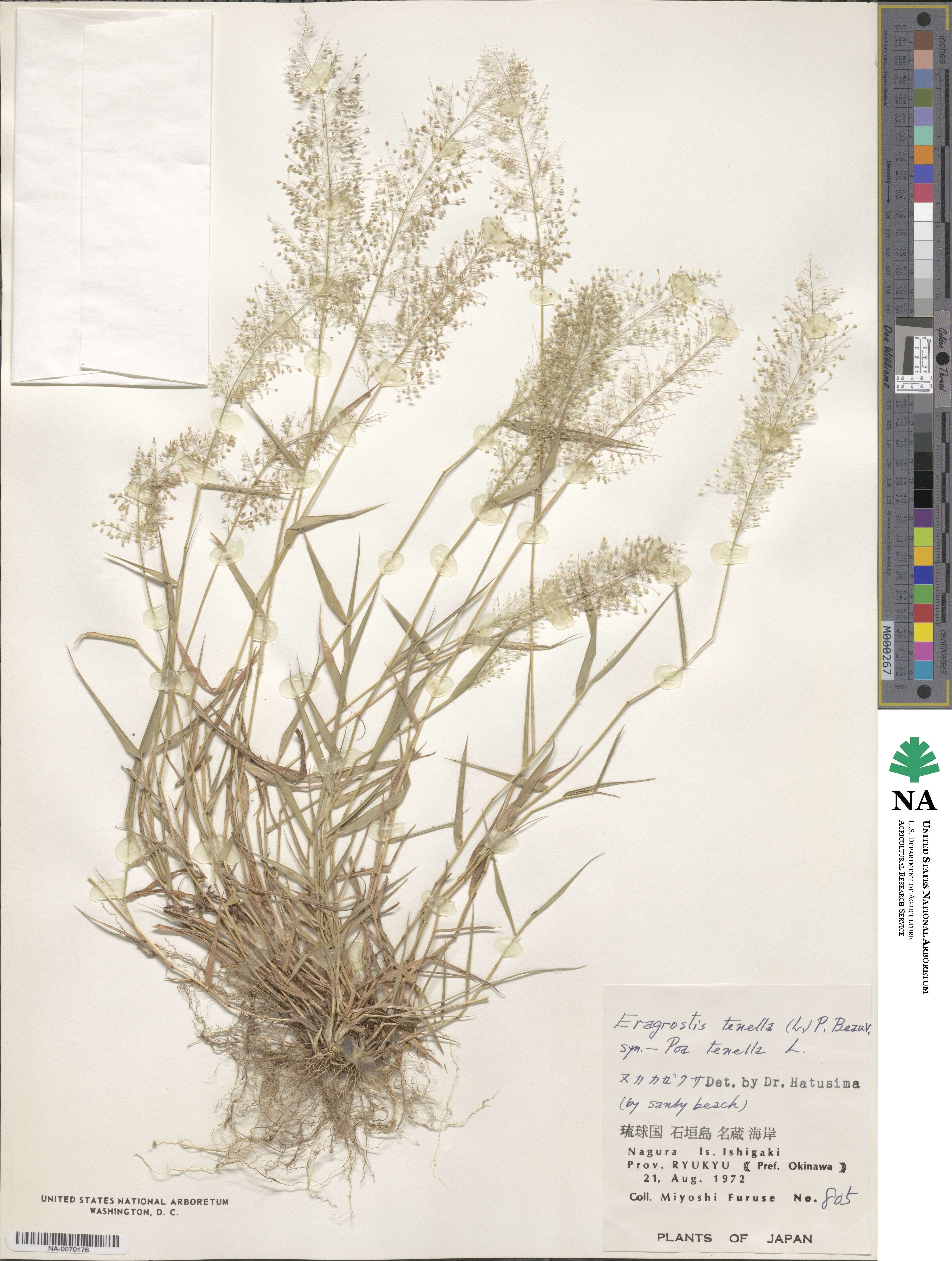 Eragrostis tenella image