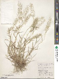 Eragrostis tenella image