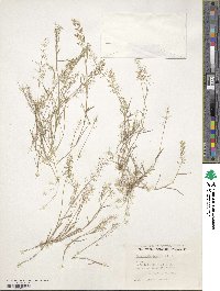 Eragrostis tenella image