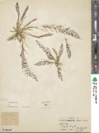 Eragrostis tenella image