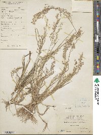 Eragrostis unioloides image