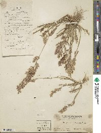 Eragrostis unioloides image