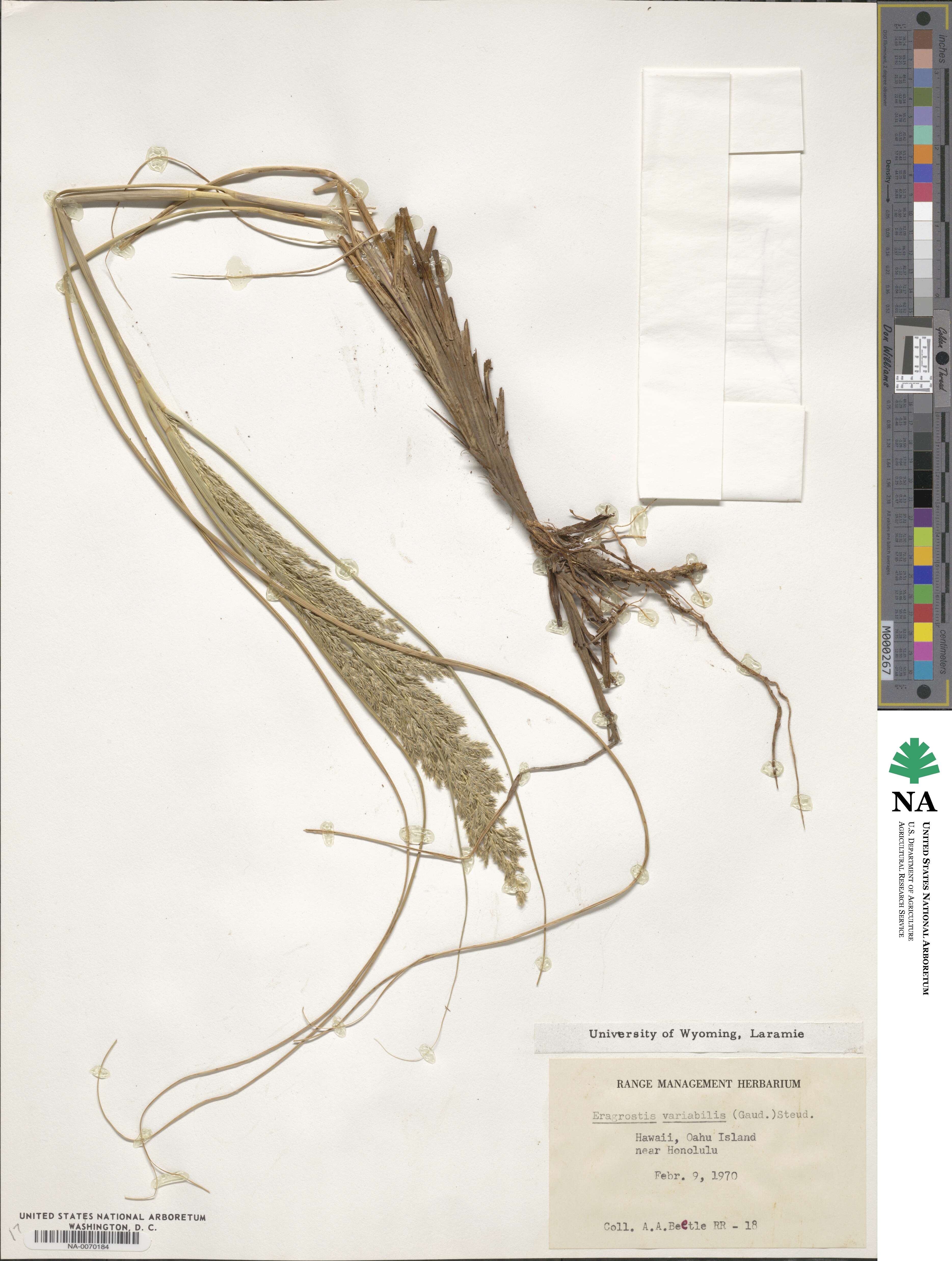 Eragrostis variabilis image