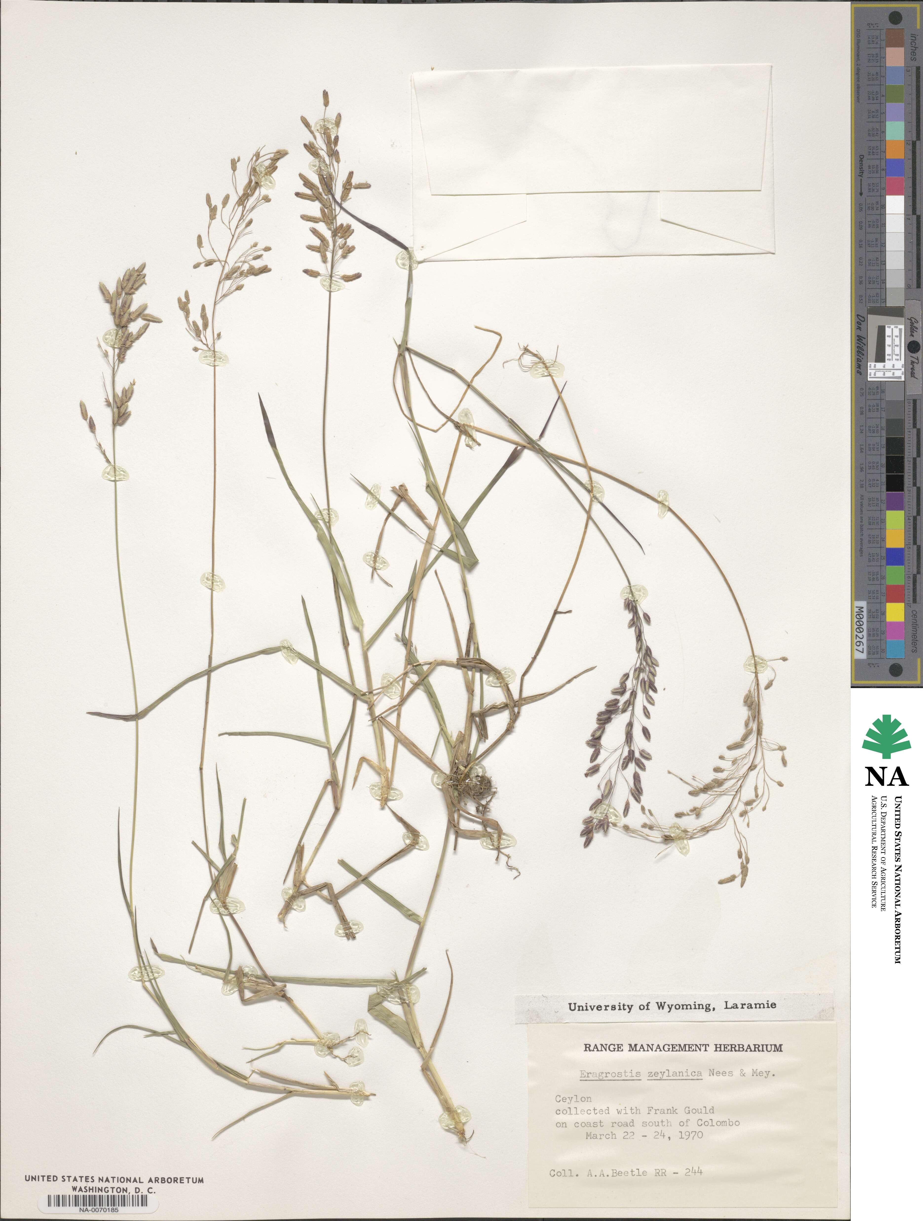 Eragrostis zeylanica image